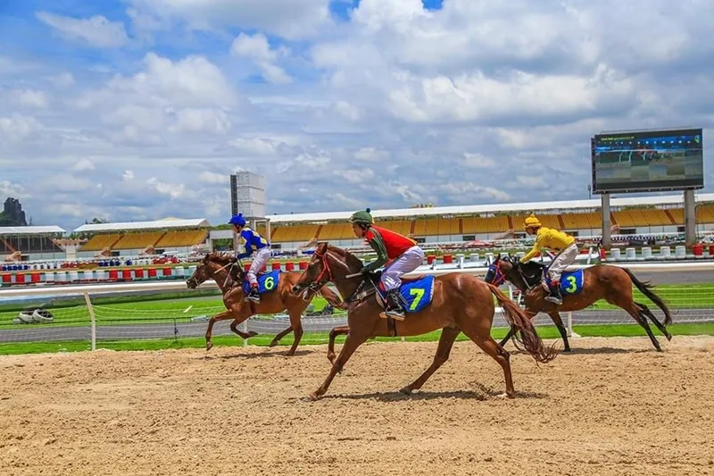 Giống ngựa thuần chủng Thoroughbred sở hữu cơ bắp vượt trội cùng nền tảng thể chất phi thường.